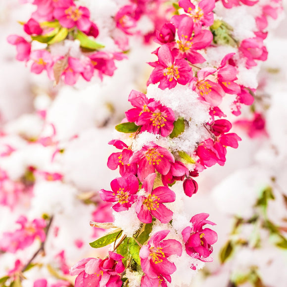 Crabapple blossoms covered in snow. ©2021 Steve Ziegelmeyer.