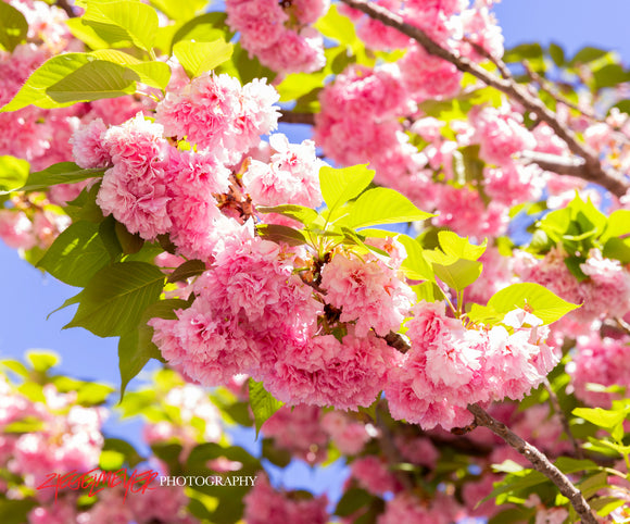 Cherry blossoms. ©2024 Steve Ziegelmeyer.