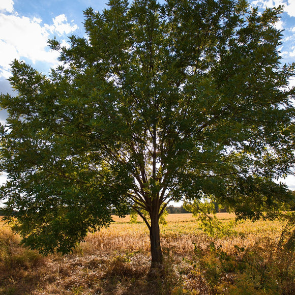 Ash tree in fall. ©2010 Steve Ziegelmeyer