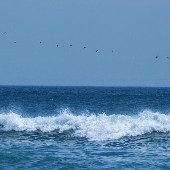 Birds over the ocean. ©2015 Steve Ziegelmeyer