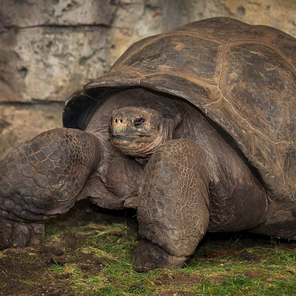 Bravo, Galápagos tortoise. ©2014 Steve Ziegelmeyer