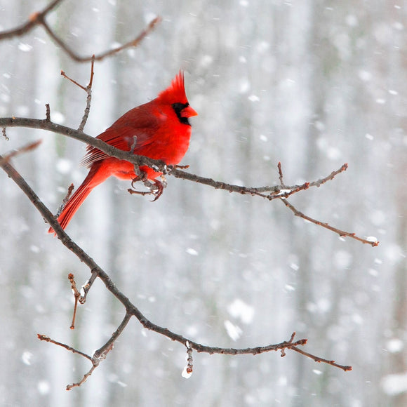 Cardinal in the snow. ©2010 Steve Ziegelmeyer
