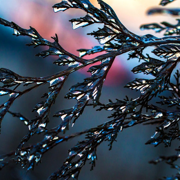 Ice on Cedar branch. ©2018 Steve Ziegelmeyer