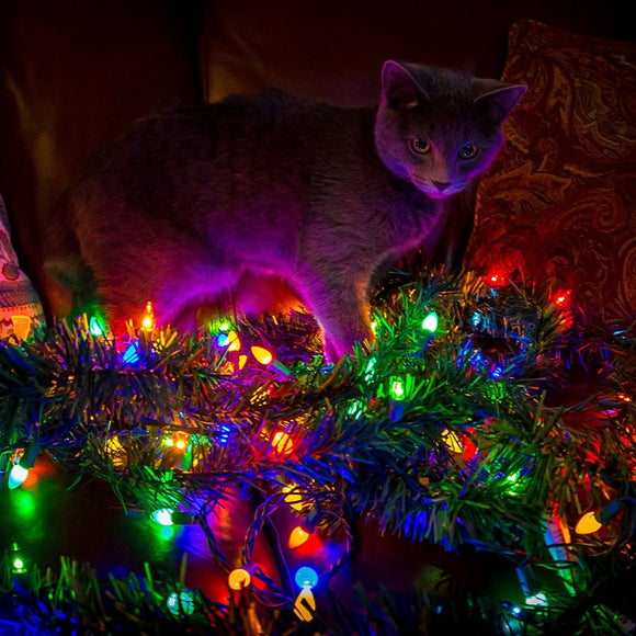 Christmas cat. ©2017 Steve Ziegelmeyer