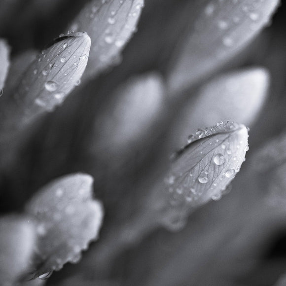 Dew covered Crocuses. Black and white. ©2011 Steve Ziegelmeyer