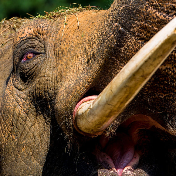 Elephant stampede. ©2016 Steve Ziegelmeyer