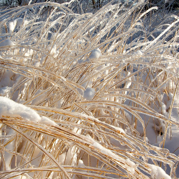 Ice covered weeds. ©2008 Steve Ziegelmeyer
