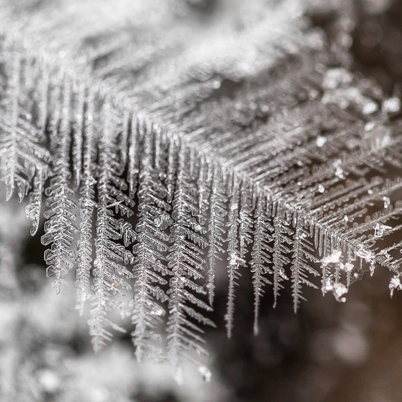 Ice crystals. ©2014 Steve Ziegelmeyer