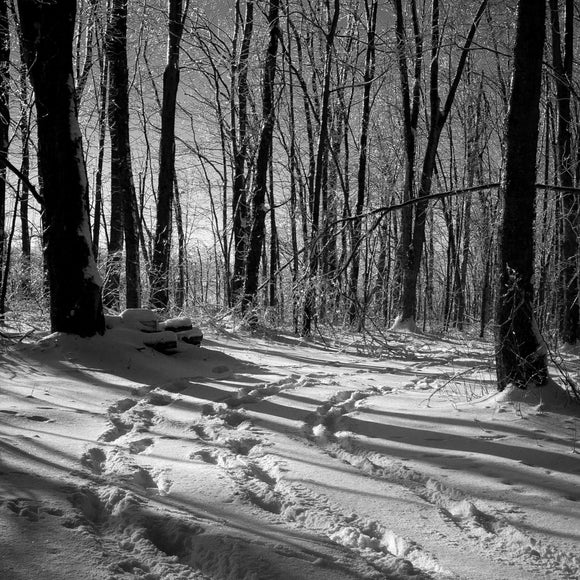 Snowy woods. ©2008 Steve Ziegelmeyer