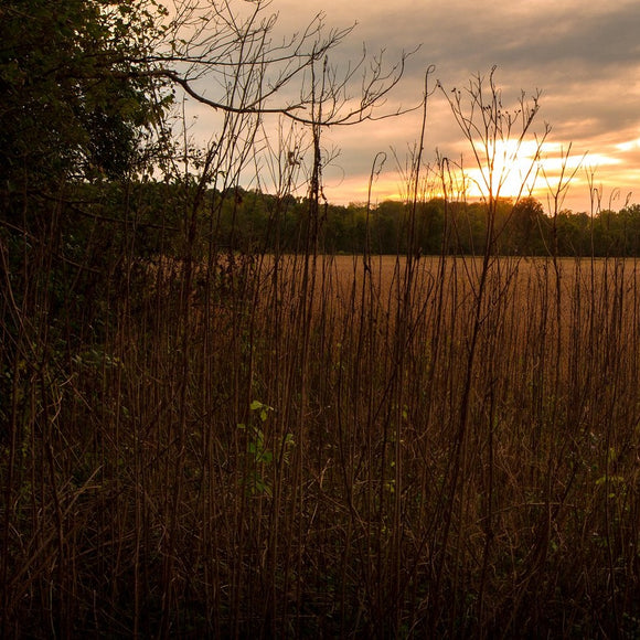 Sunset on Fall soybean field. ©2018 Steve Ziegelmeyer