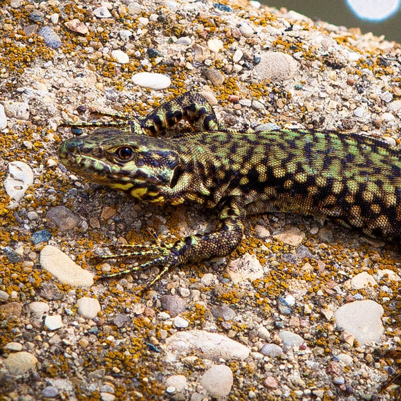 Lazarus lizard on rock. ©2010 Steve Ziegelmeyer