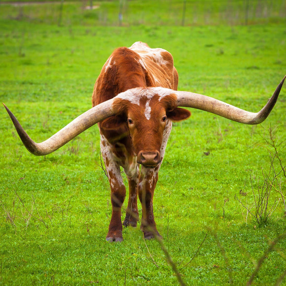 Longhorn Cow, Austin, Texas ©2015 Steve Ziegelmeyer