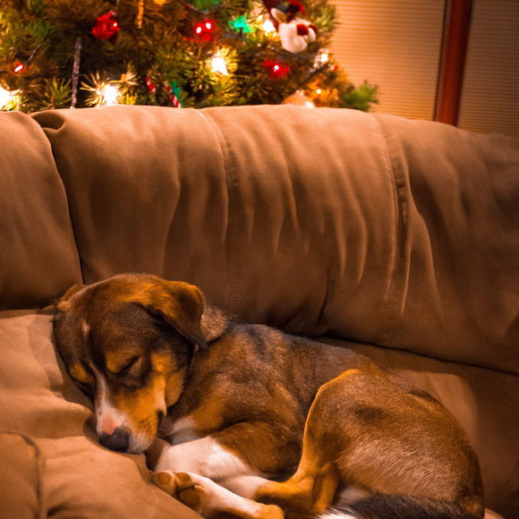 Lucky sleeping under the Christmas tree. ©2012 Steve Ziegelmeyer