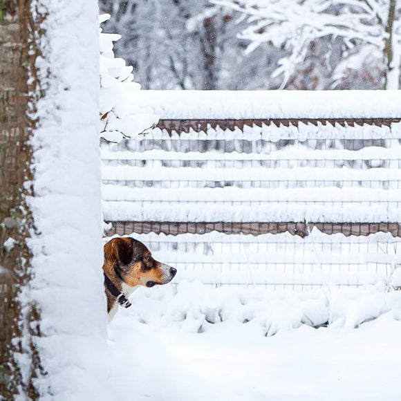 Siberian Retriever peeking behind tree in the snow. ©2014 Steve Ziegelmeyer