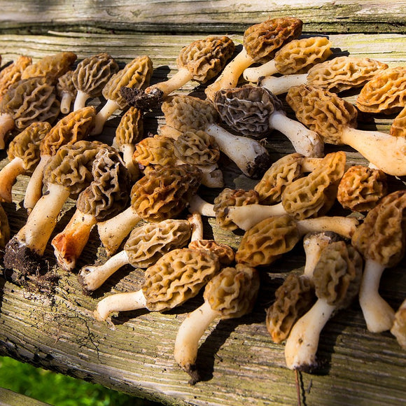 Morel mushrooms. ©2020 Steve Ziegelmeyer
