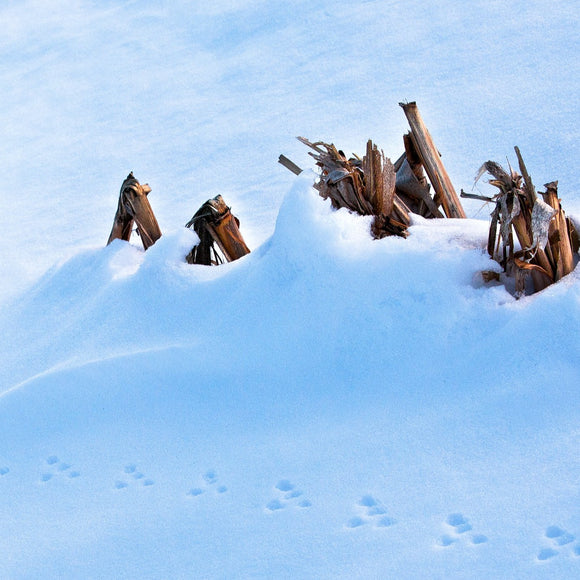 Mouse tracks in snowy field. ©2010 Steve Ziegelmeyer