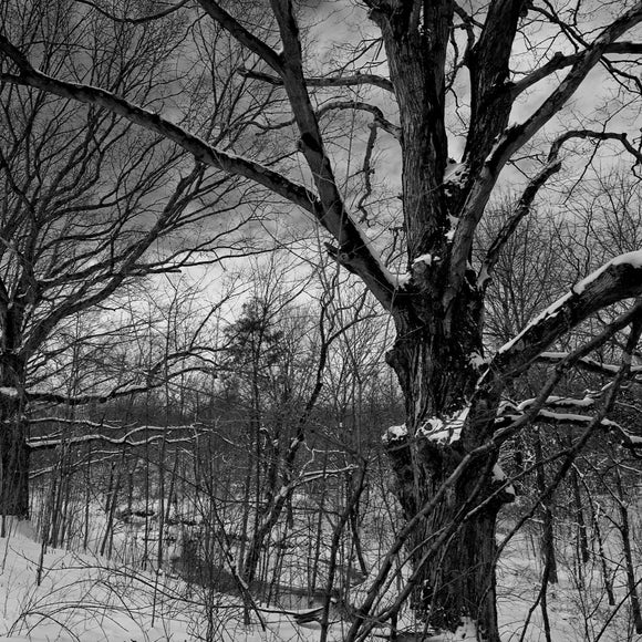 Oak tree in snowy woods. ©2008 Steve Ziegelmeyer