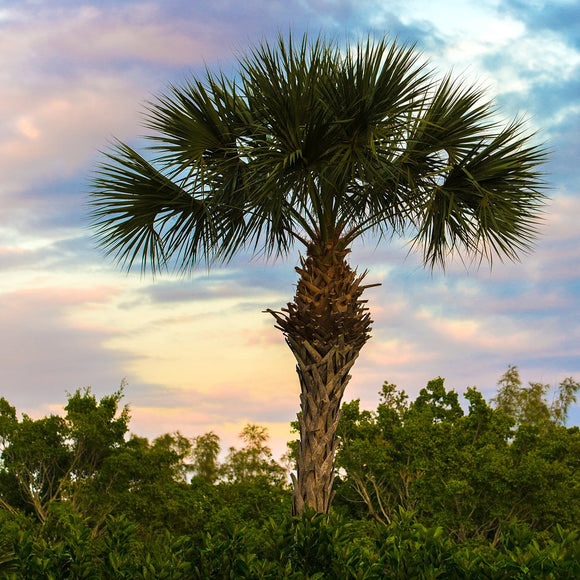 Palm tree. Sanibel, Florida. ©2017 Steve Ziegelmeyer
