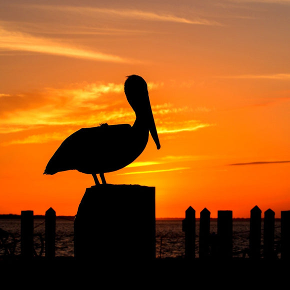 Pelican sunset. ©2016 Steve Ziegelmeyer