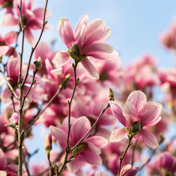 Magnolia blooms. ©2020 Steve Ziegelmeyer
