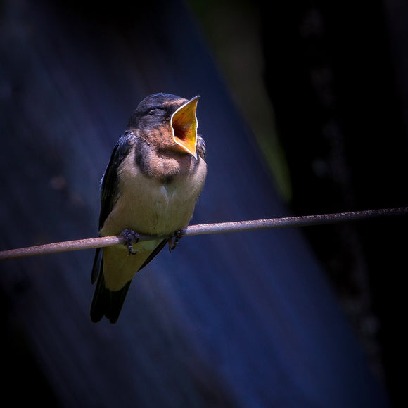 Sleepy swallow. ©2017 Steve Ziegelmeyer