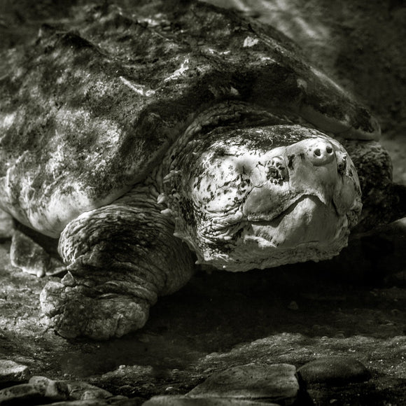 Alligator Snapping Turtle.  ©2014 Steve Ziegelmeyer