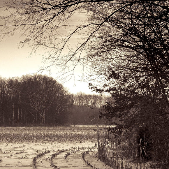 Snowy cornfield. ©2010 Steve Ziegelmeyer