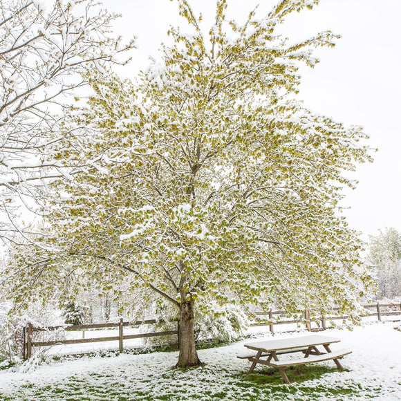 Spring tree in snow. ©2021 Steve Ziegelmeyer