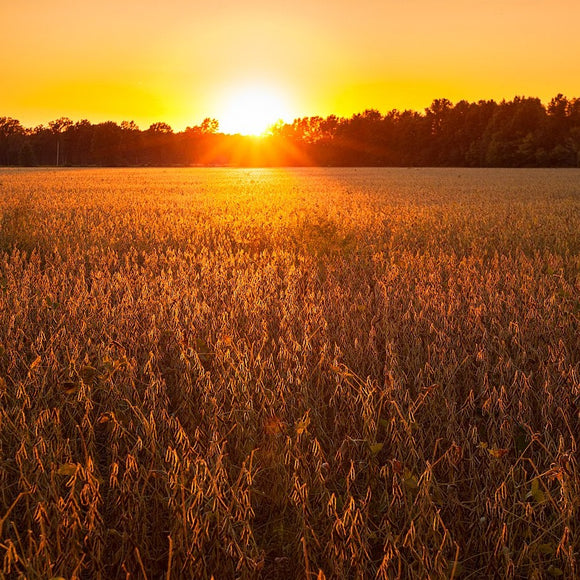 Sunset on soybean field ©2015 Steve Ziegelmeyer