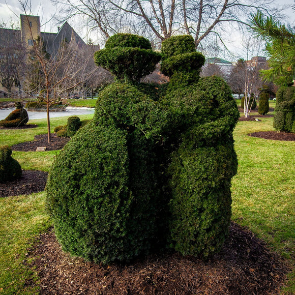 Topiary couple. ©2015 Steve Ziegelmeyer