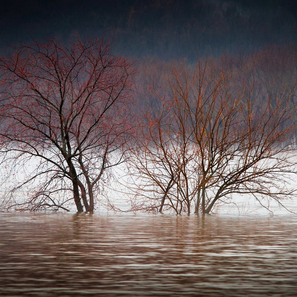 Trees in flooded river. ©2011 Steve Ziegelmeyer