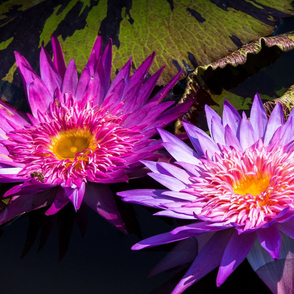 Purple water lilies. ©2016 Steve Ziegelmeyer
