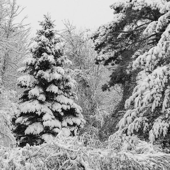 Evergreens in winter. ©2014 Steve Ziegelmeyer