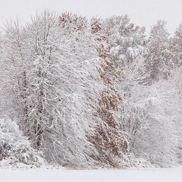 Fall trees in snow. ©2014 Steve Ziegelmeyer