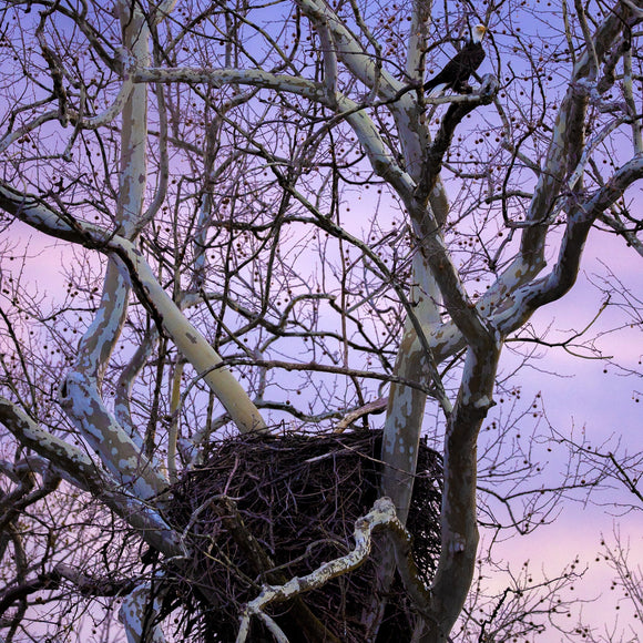 Bald Eagle's nest. ©2025 Steve Ziegelmeyer
