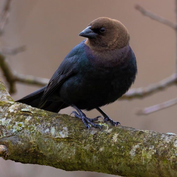 Brown-Headed Cowbird. ©2025 Steve Ziegelmeyer
