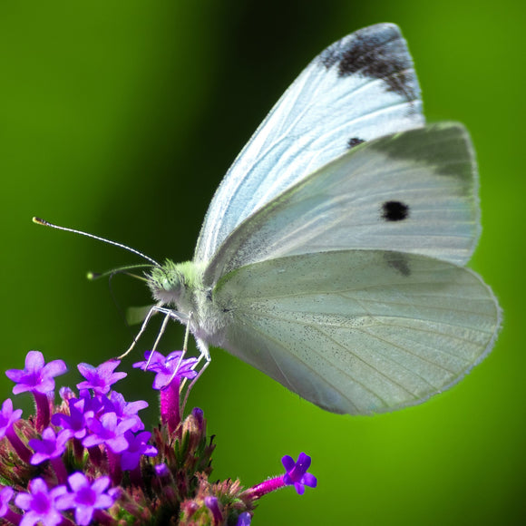 White Cabbage Butterfly of purple flower.