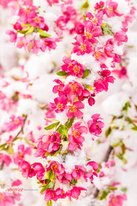 Crabapple blossoms covered in snow. ©2021 Steve Ziegelmeyer.