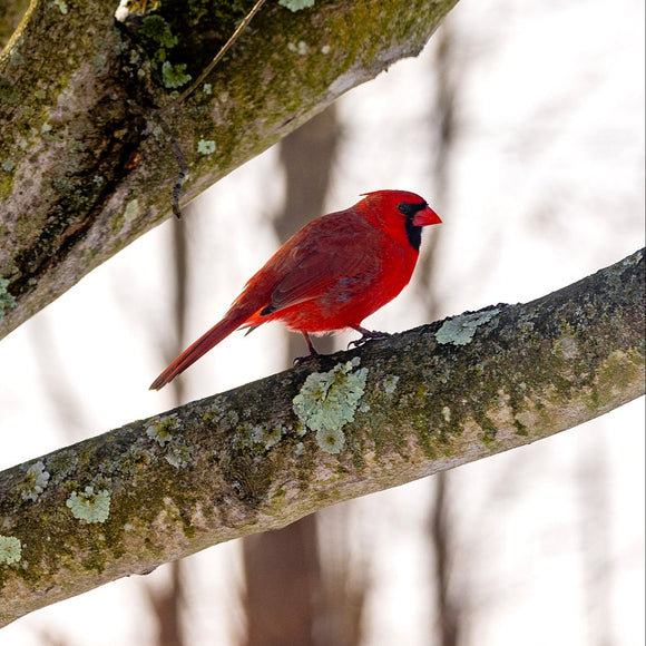 Cardinal in winter tree. ©2010 Steve Ziegelmeyer