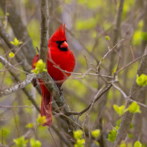 Cardinal in spring tree. ©2025 Steve Ziegelmeyer