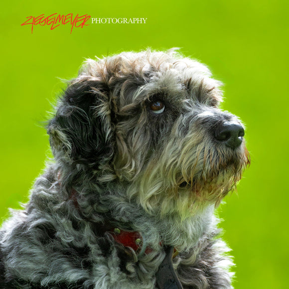 Labradoodle rolling eyes. Cash. ©2025 Steve Ziegelmeyer