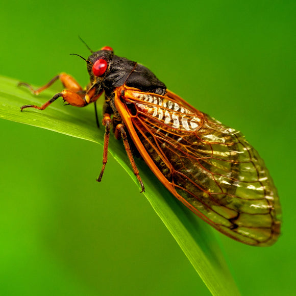 Cicada. ©2025 Steve Ziegelmeyer