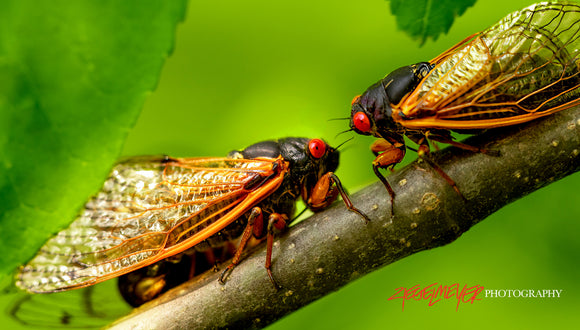 Cicada Conspiracy. ©2025 Steve Ziegelmeyer