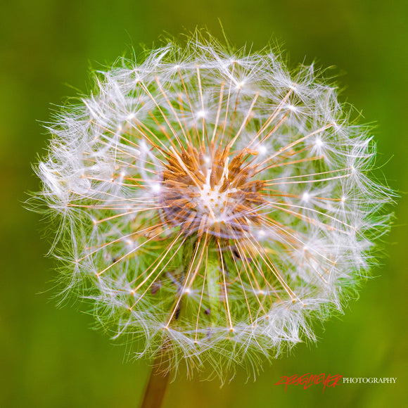 Dandelion seed head. ©2025 Steve Ziegelmeyer