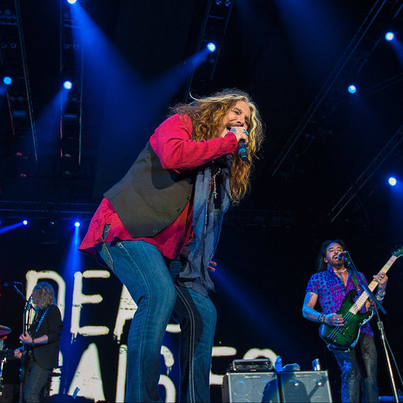 Dead Daisies. ©2016 Steve Ziegelmeyer