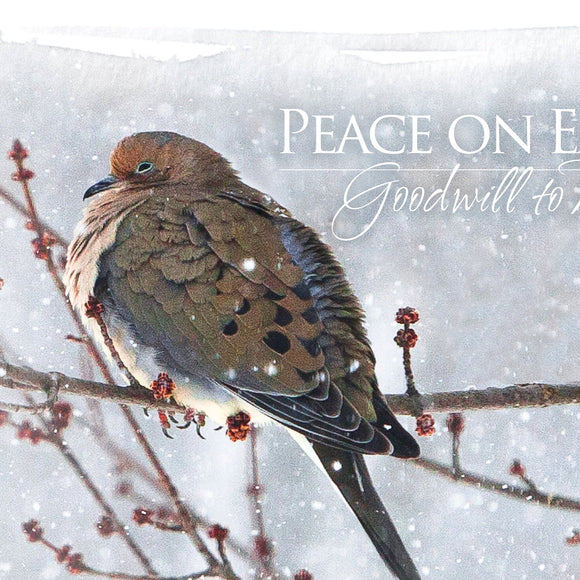 Mourning Dove in snow. Christmas card. ©2010 Steve Ziegelmeyer