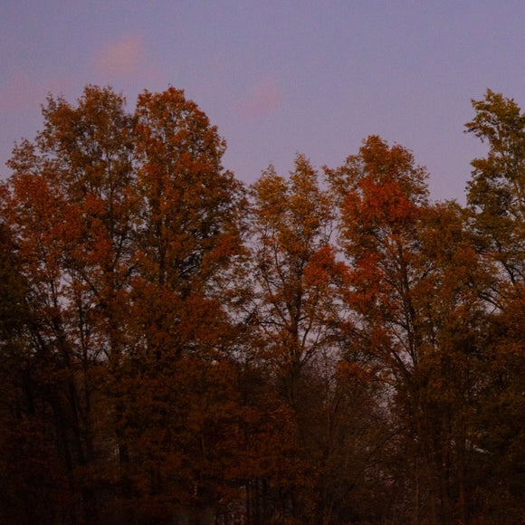 Fall trees at dusk. ©2024 Steve Ziegelmeyer