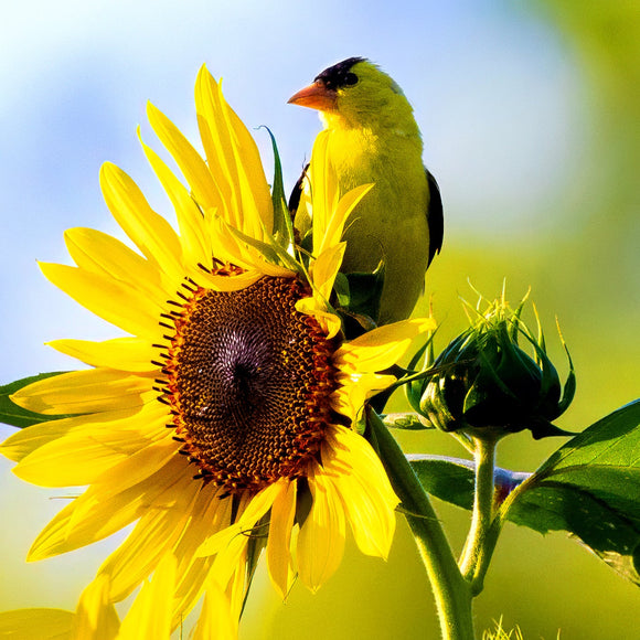 Goldfinch on sunflower.