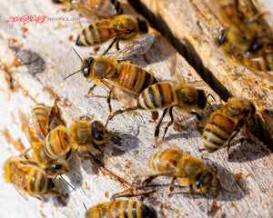 Honeybees. ©2023 Steve Ziegelmeyer