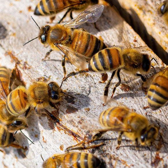 Honeybees. ©2023 Steve Ziegelmeyer